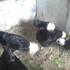 Rahibə. 3-4 günlük cücələri satılır. Boş bekar adamlar narahat etməsün