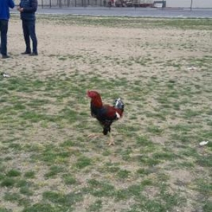 Salam heyratini 45manata satiram. Sumqayit səhər