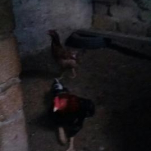 Salam heyratini 45manata satiram. Sumqayit səhəri corat qəsəbəsi dəniz