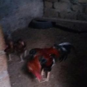 Salam heyratini 45manata satiram. Sumqayit səhəri corat qəsəbəsi dəniz