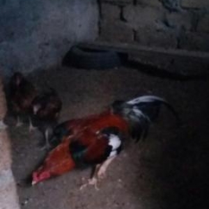 Salam heyratini 45manata satiram. Sumqayit səhəri corat qəsəbəsi dəniz