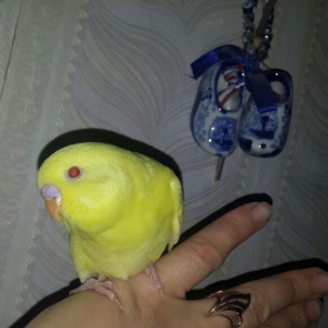 Tam saglam 3 ayliq ele oyrenmiw erkek papuqay sati