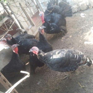 hinduwqa 2 xoruz 4fere hamsi birlikde satilir 200m