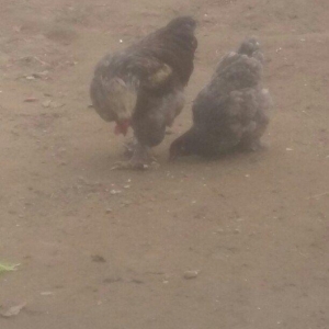 Brama xoruz toyuq ikisi bir yerde 130manata bir ya