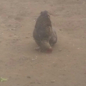 Brama xoruz toyuq ikisi bir yerde 130manata bir yaw 6ayliqdilar xaiw o