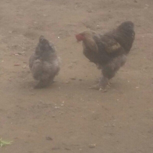 Brama xoruz toyuq ikisi bir yerde 130manata bir yaw 6ayliqdilar xaiw o