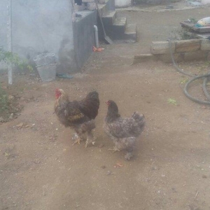 Brama xoruz toyuq ikisi bir yerde 130manata bir yaw 6ayliqdilar xaiw o