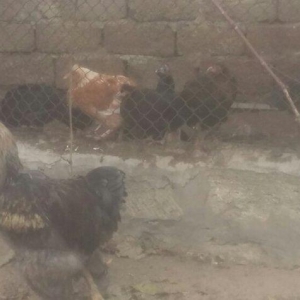 Brama xoruz toyuq ikisi bir yerde 130manata bir yaw 6ayliqdilar xaiw o