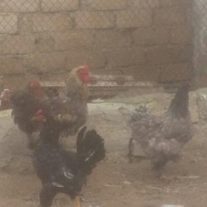 Brama xoruz toyuq ikisi bir yerde 130manata bir yaw 6ayliqdilar xaiw o