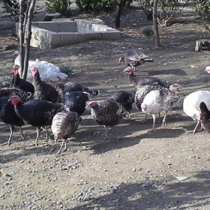 hindusqa satiram hamsini bir yerden isteyen olsa 30 azn .iyne dernanla