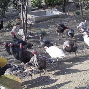 hindusqa satiram hamsini bir yerden isteyen olsa 30 azn .iyne dernanla