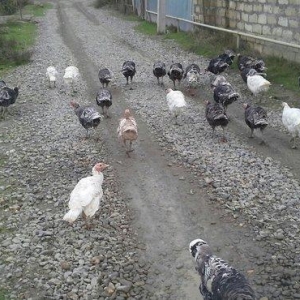 hindusqa satiram hamsini bir yerden isteyen olsa 30 azn .iyne dernanla