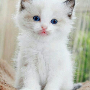 kim belə pulsuz siam pişiyi verirsə zəhmət ol