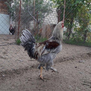 gozal gorunuslu heyat xoruzu.yeni banlamaga baslayib.iri gorkamli