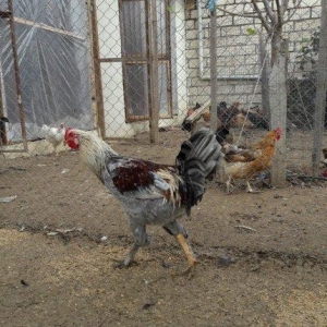 gozal gorunuslu heyat xoruzu.yeni banlamaga baslayib.iri gorkamli