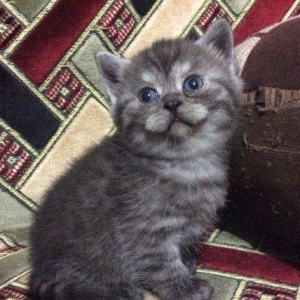 Продаются шотландские прямоухие и вислоухие котята. Есть мальчики и