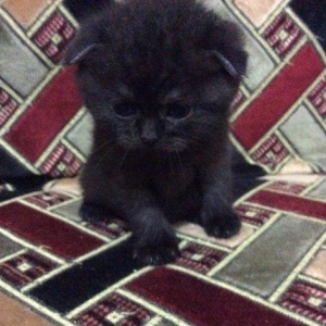 Продаются шотландские прямоухие и вислоухие котята. Есть мальчики и