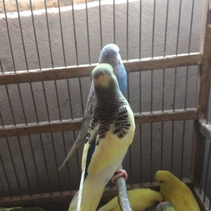 10 man tutmus 20 azn kimi valnistilerimiz var.satdiq karella ve