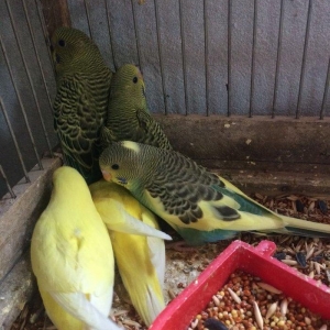 10 man tutmus 20 azn kimi valnistilerimiz var.satdiq karella ve