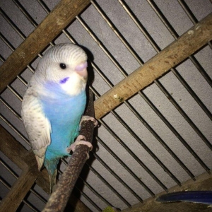 10 man tutmus 20 azn kimi valnistilerimiz var.satdiq karella ve