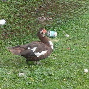 qırmız lal ördek di cins diş di birdenedir 30 