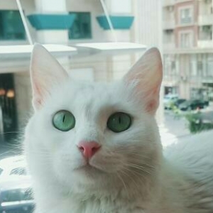 Турецкая ангора 2 года повя