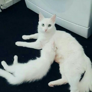 Турецкая ангора 2 года повязана даёт отличных белых котят рожать