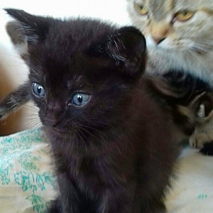 Шотландские котята 1 месяц 