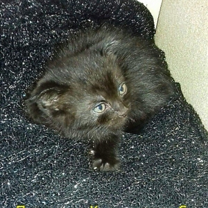 Шотландские котята 1 месяц все мальчики двое вислоушки один прямоушка