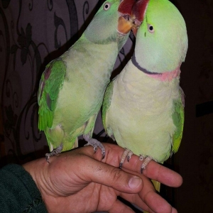 Aleksandr papuqaylarını satiram. hər ikisi tam əl quşudu. hazir cütdür