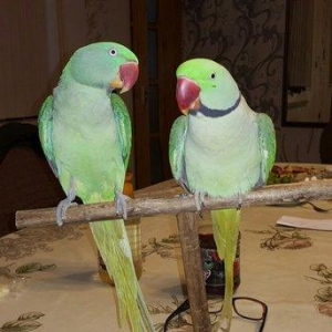 Aleksandr papuqaylarını satiram. hər ikisi tam əl quşudu. hazir cütdür