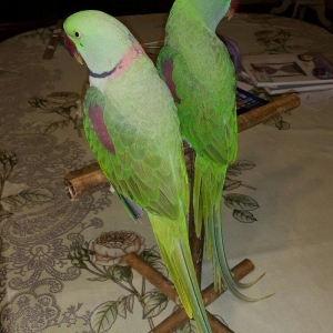 Aleksandr papuqaylarını satiram. hər ikisi tam əl quşudu. hazir cütdür