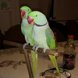 Aleksandr papuqaylarını satiram. hər ikisi tam əl quşudu. hazir cütdür