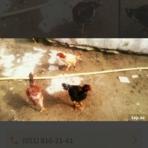 heyraltı satıram temız heyvanlardı ıkı feredı bırı xoruz Hec bır prabl