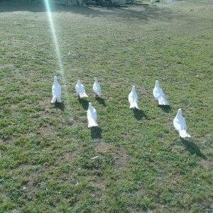 hamsi enni quyruqlardi .hamsi 150 manat . tek tek heresinin oz qiymeti