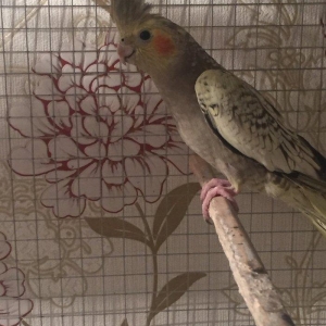 Продается попугаи корелла мальчик и девочка 7 месяцев им. Один попугай