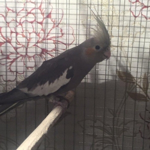 Продается попугаи корелла мальчик и девочка 7 месяцев им. Один попугай