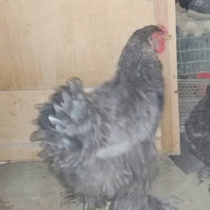 brama fərələri 1 yaş yarımdılar hər birinin qiyməti ayrılıqda 60 manat