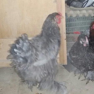 brama fərələri 1 yaş yarımdılar hər birinin qiyməti ayrılıqda 60 manat