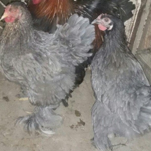 brama fərələri 1 yaş yarımdılar hər birinin qiyməti ayrılıqda 60 manat