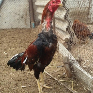 heyratı xoruzu 2 yaşıvar heç bir meydanda məğlub olmayıb türk sortu du