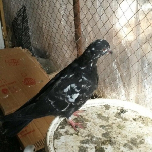 tutulma qusdu ciyden teze cixib fikri ciddi olan n