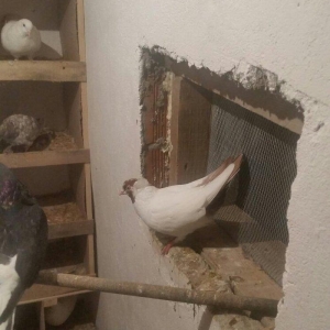 salam. temiz manaxin balalaridir. 2 ededdir. qara ag quyruqlada deyiwe