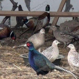 qafqaz qirqovullari 1 ri 20m cutu 40m tam saqlamdilar fikri ciddi olan