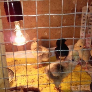 rahibe cucesi cutu 15  manat yaponka biri 3 manat 