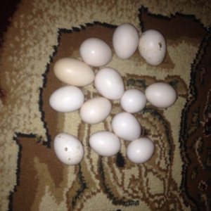 Yaponka yumurtasI Hal hazirda mayalıdır satılır 1 manata real alicila