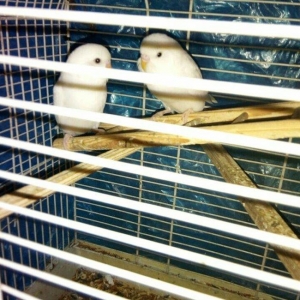 Ag qara gozler satilir 6 aylugdilar saglamdilar real alici wapchata ya