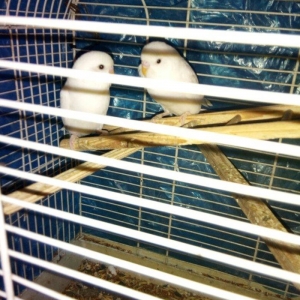 Ag qara gozler satilir 6 aylugdilar saglamdilar real alici wapchata ya