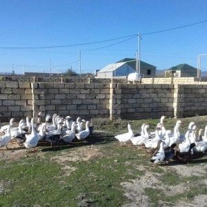 Qaz satilir linda sortudur 80-120 arasi yumurta ve