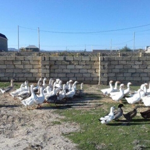 Qaz satilir linda sortudur 80-120 arasi yumurta verir